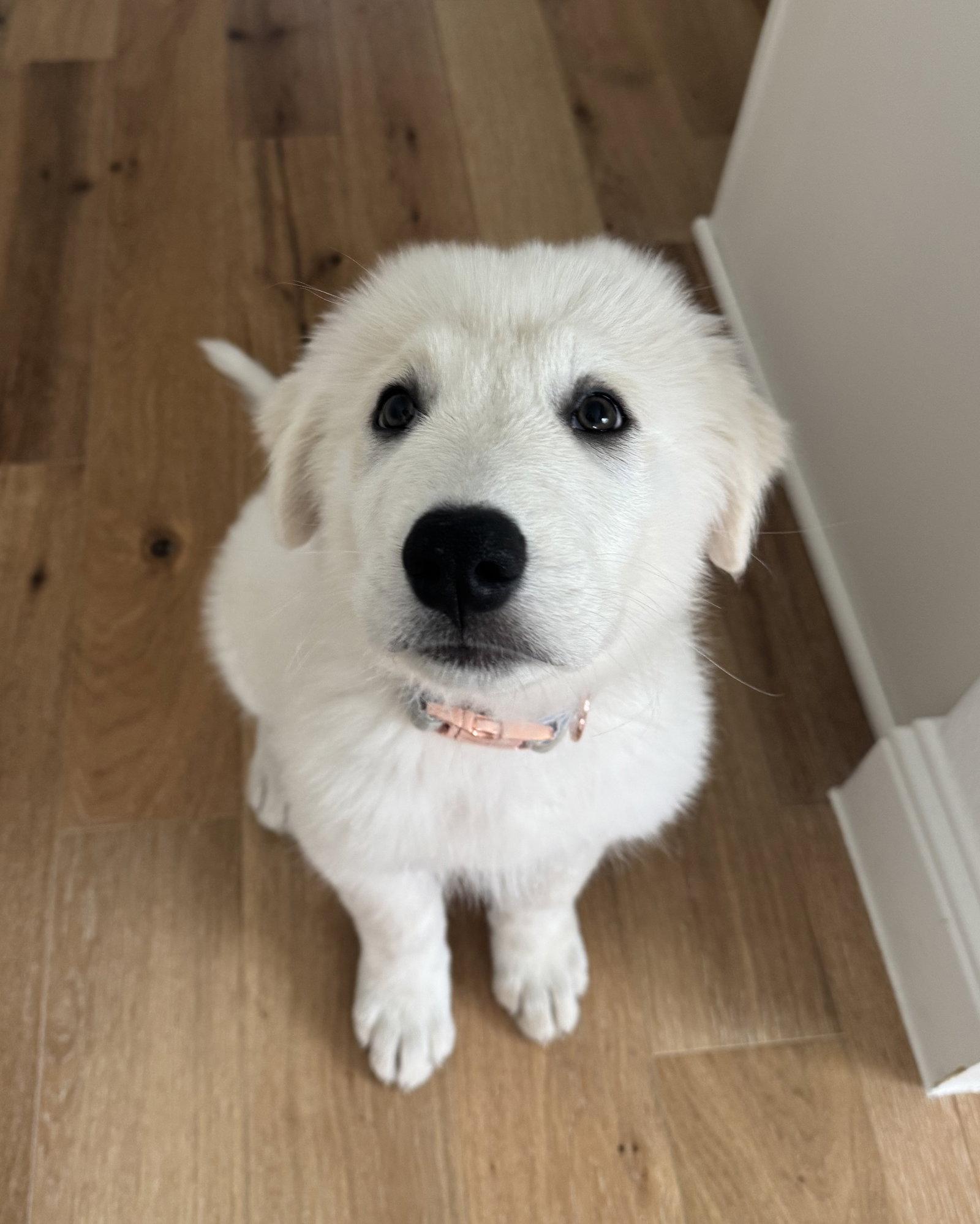 Enlarge Skip, a Adoptable Great Pyrenees in Garland, TX image 3/3