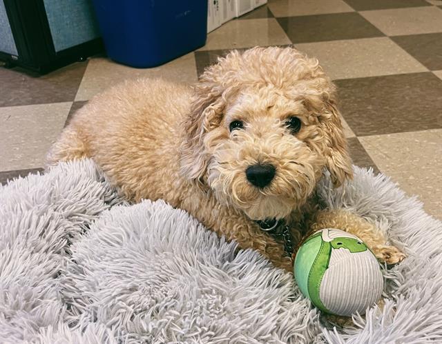 COCO, Adoptable, Young Male Cocker Spaniel & Poodle.