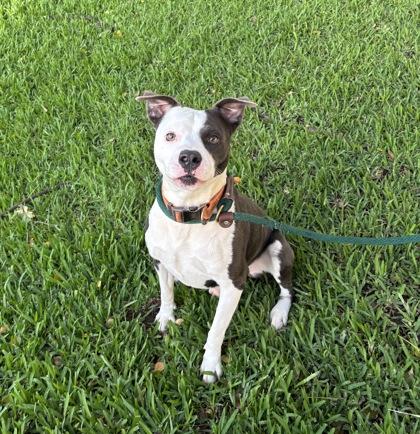 Enlarge Mambo, a Adoptable mixed breed in Honolulu, HI image 1/2