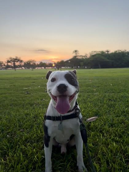 Enlarge Mambo, a Adoptable mixed breed in Honolulu, HI image 2/2