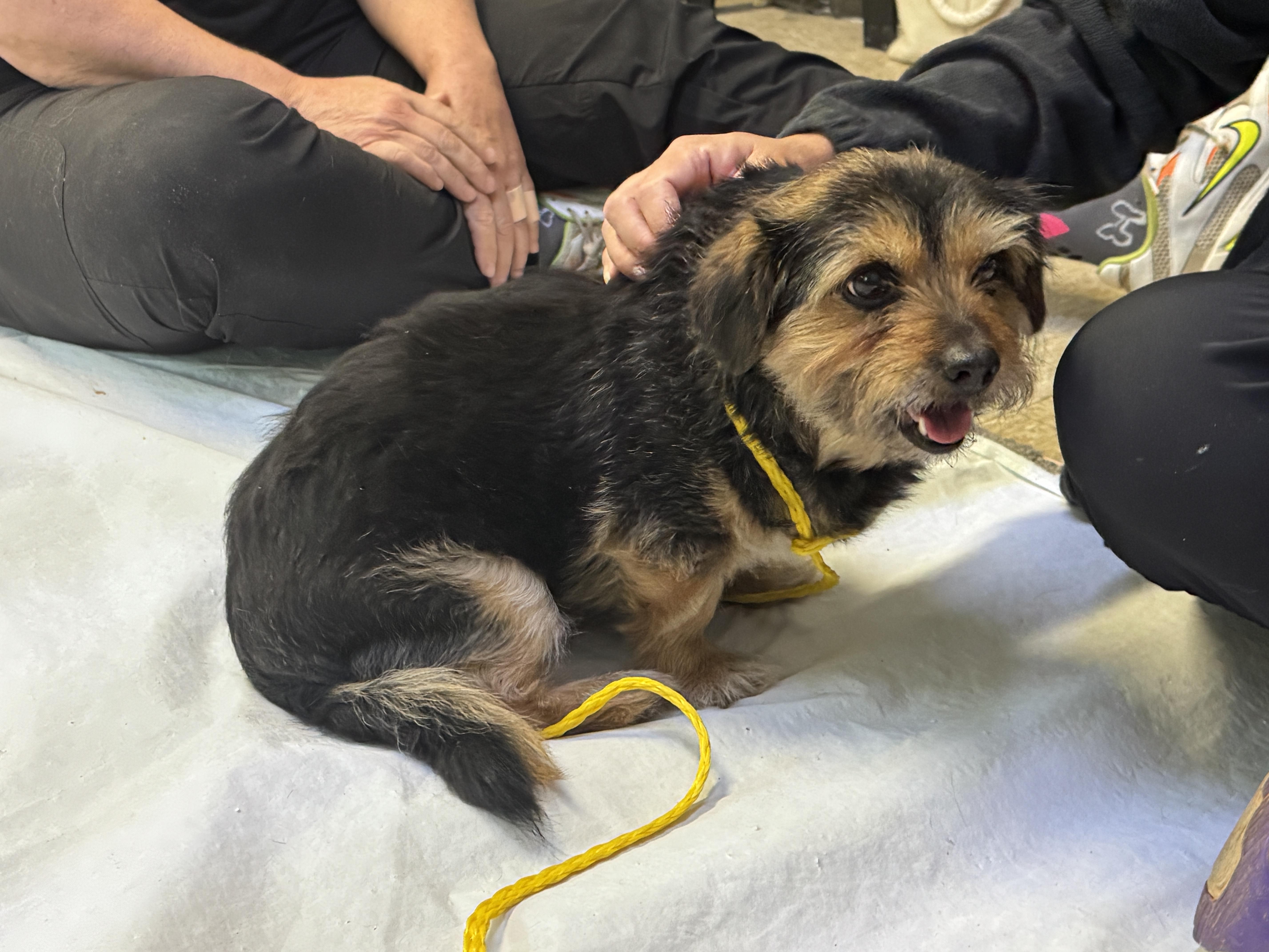 Enlarge Bridget, a ADOPTABLE mixed breed in Richmond, VA image 5/6