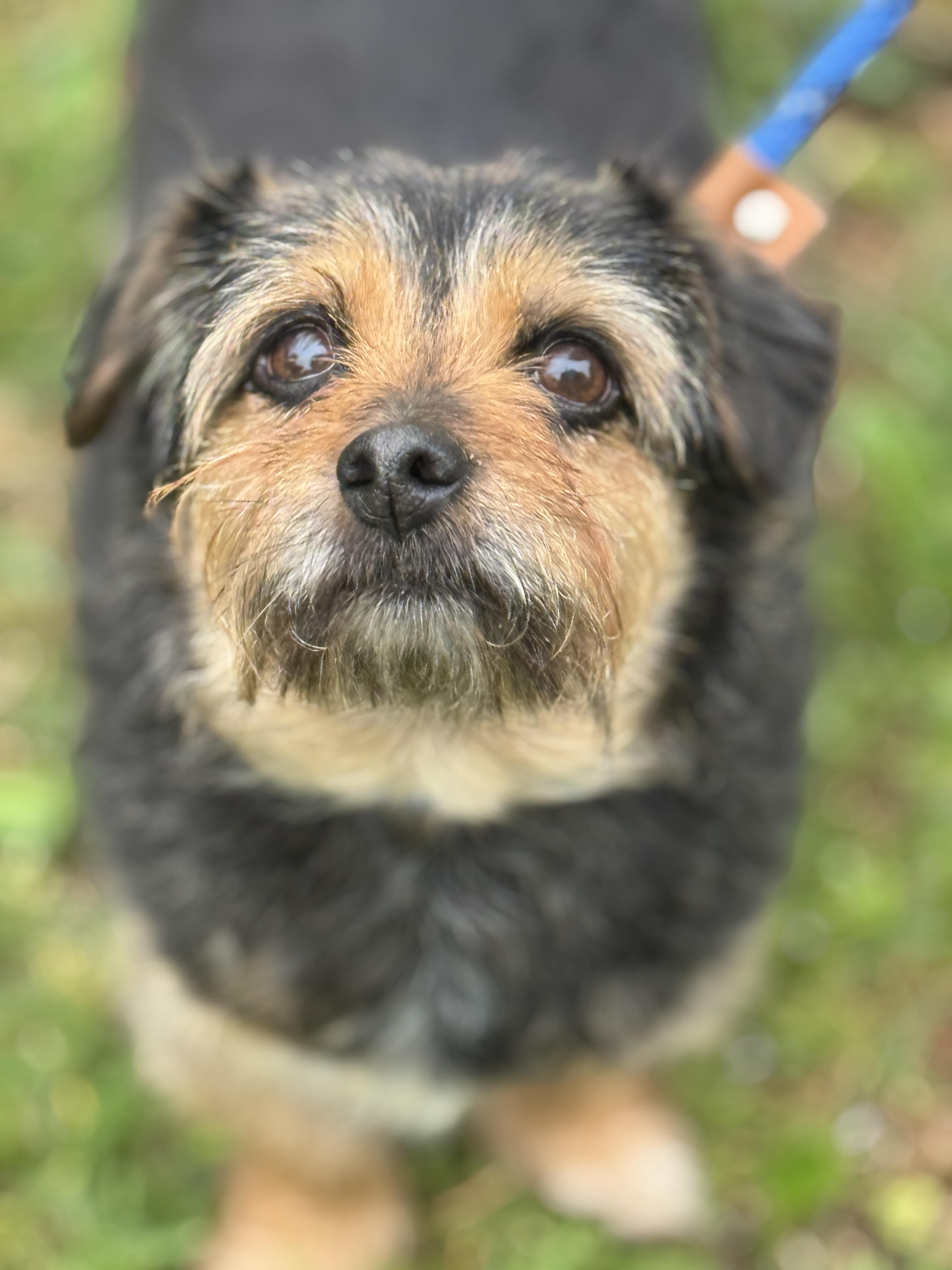 Enlarge Bridget, a ADOPTABLE mixed breed in Richmond, VA image 2/6