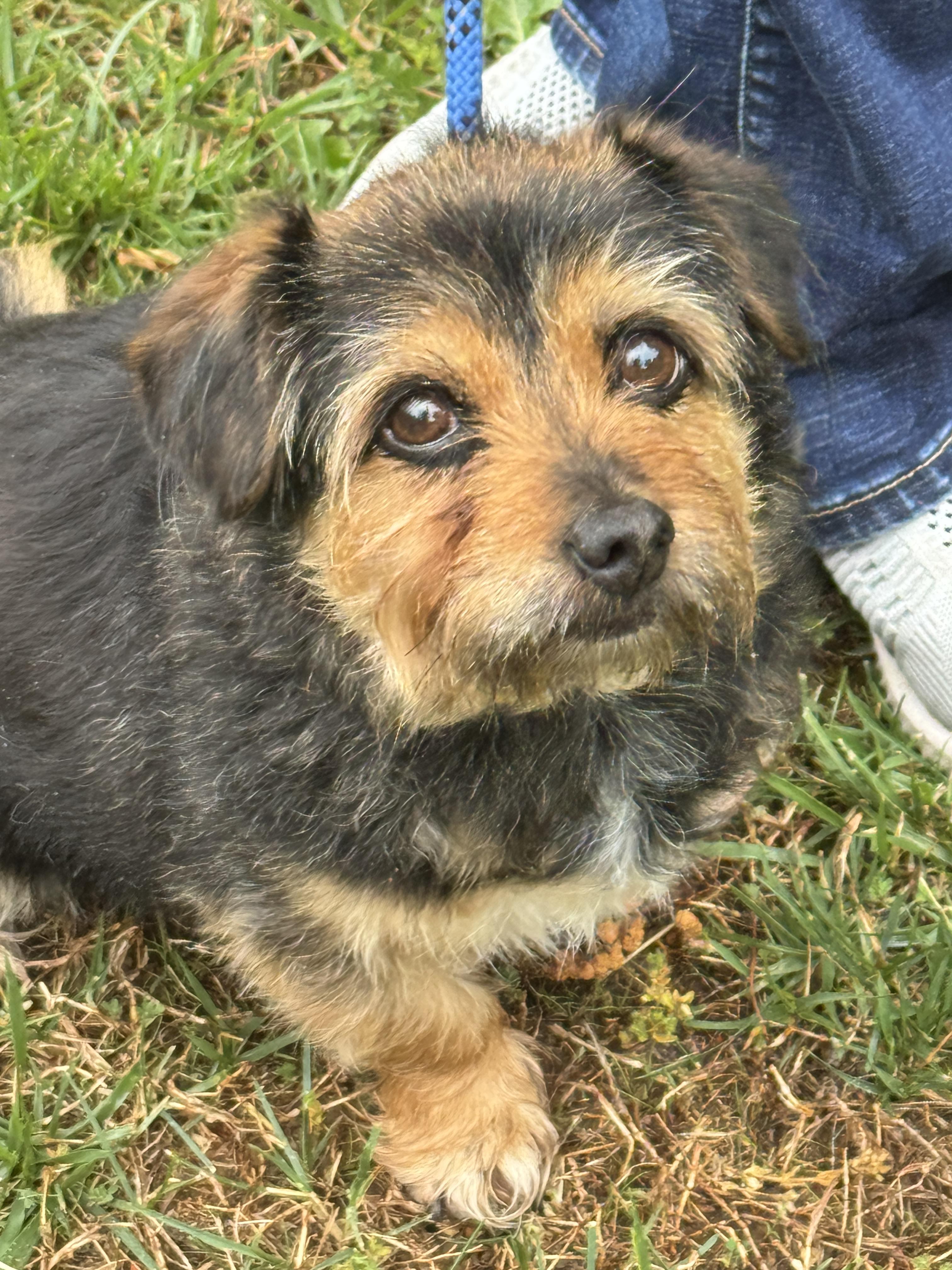 Enlarge Bridget, a ADOPTABLE mixed breed in Richmond, VA image 4/6