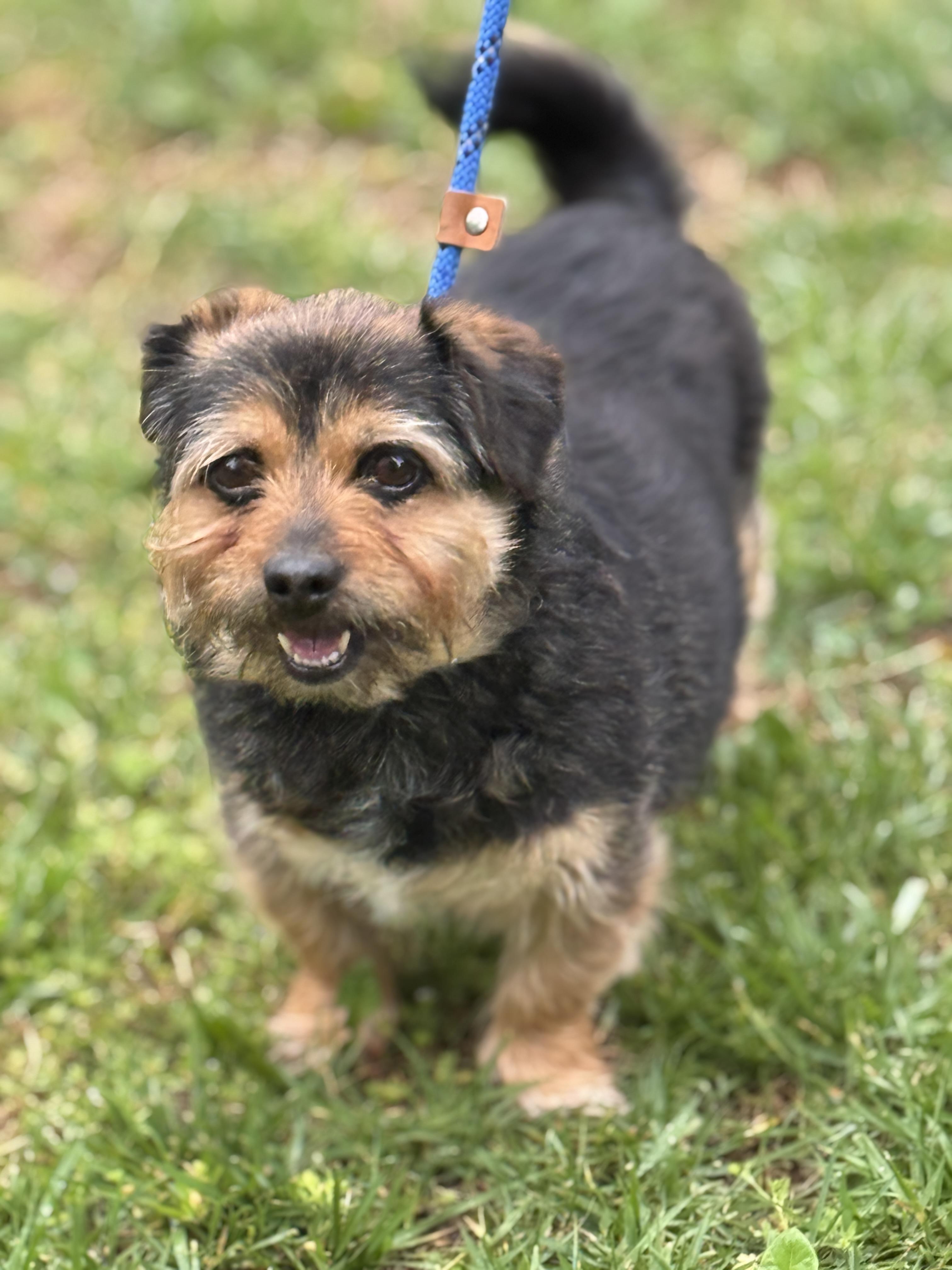 Enlarge Bridget, a ADOPTABLE mixed breed in Richmond, VA image 6/6