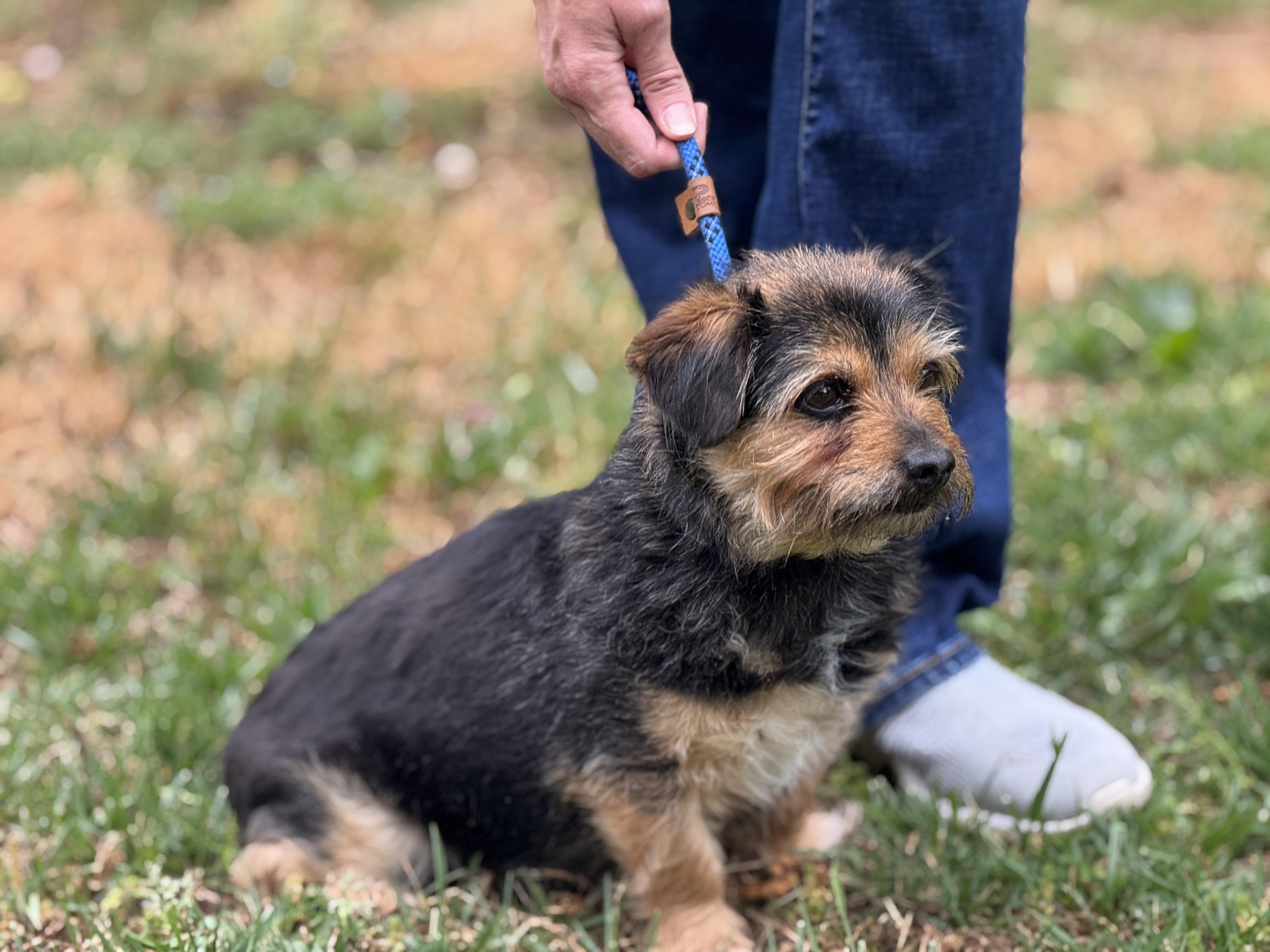 Enlarge Bridget, a ADOPTABLE mixed breed in Richmond, VA image 3/6