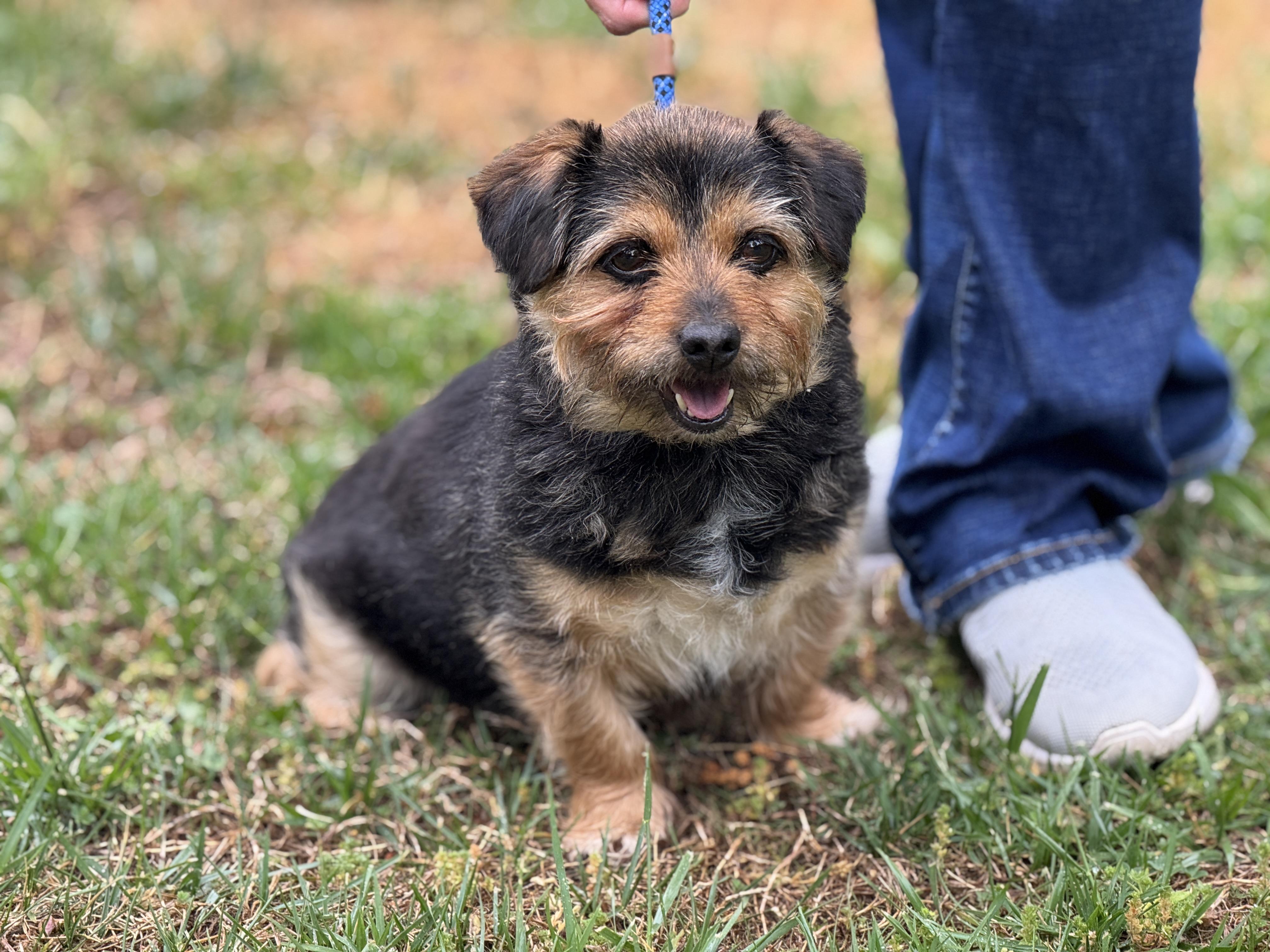 Bridget, ADOPTABLE, Adult Female Yorkshire Terrier.