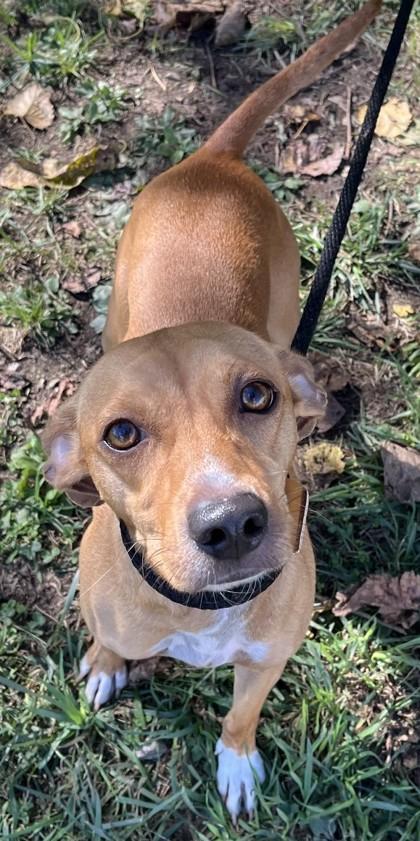 Cedar, Adoptable, Adult Male Mixed Breed & Mixed Breed.