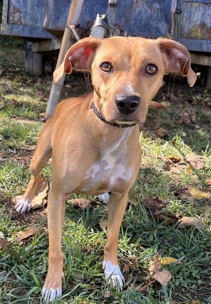 Enlarge Cedar, a Adoptable mixed breed in New Albany, IN image 2/3