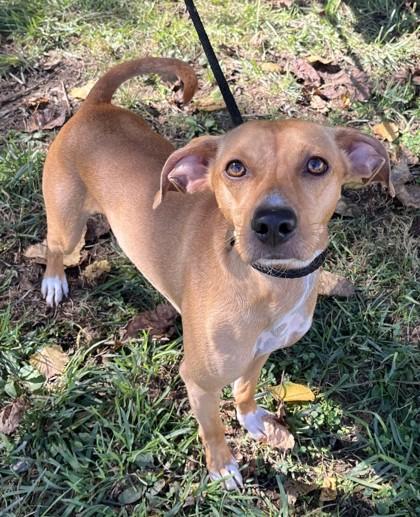 Enlarge Cedar, a Adoptable mixed breed in New Albany, IN image 3/3