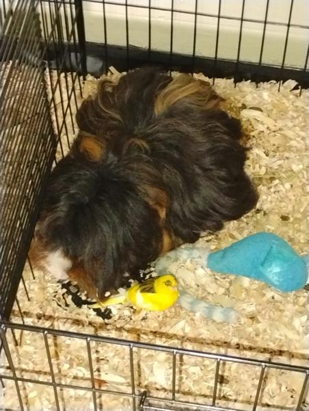 Rogelio, Adoptable, Adult Male Guinea Pig.