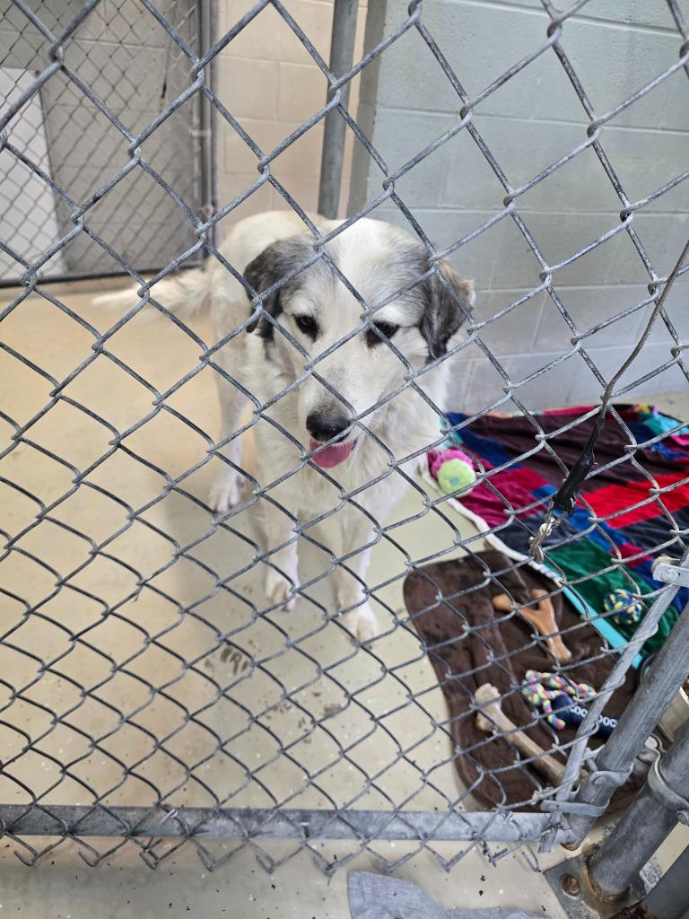 Angel, Adoptable, Adult Female Great Pyrenees.