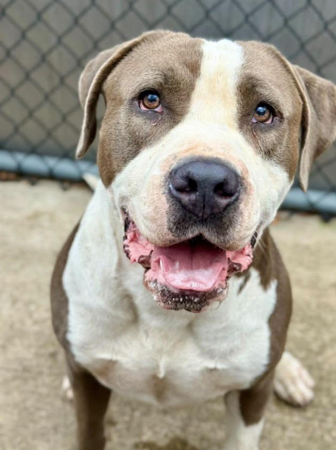 Enzo, Adoptable, Adult Male Pit Bull Terrier.