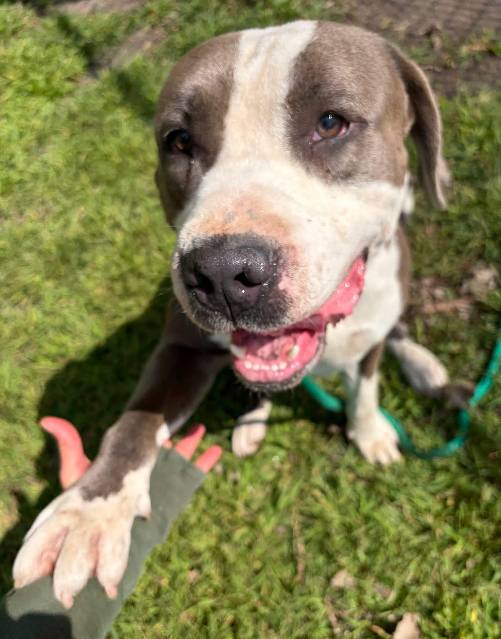 Enlarge Enzo, a Adoptable Pit Bull Terrier in Chicago, IL image 2/5