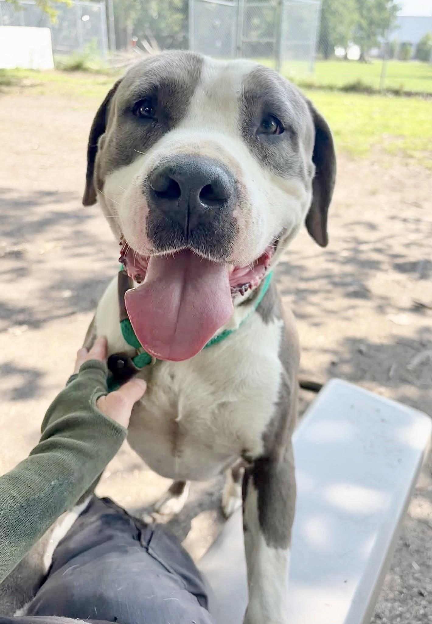 Enlarge Enzo, a Adoptable Pit Bull Terrier in Chicago, IL image 3/5