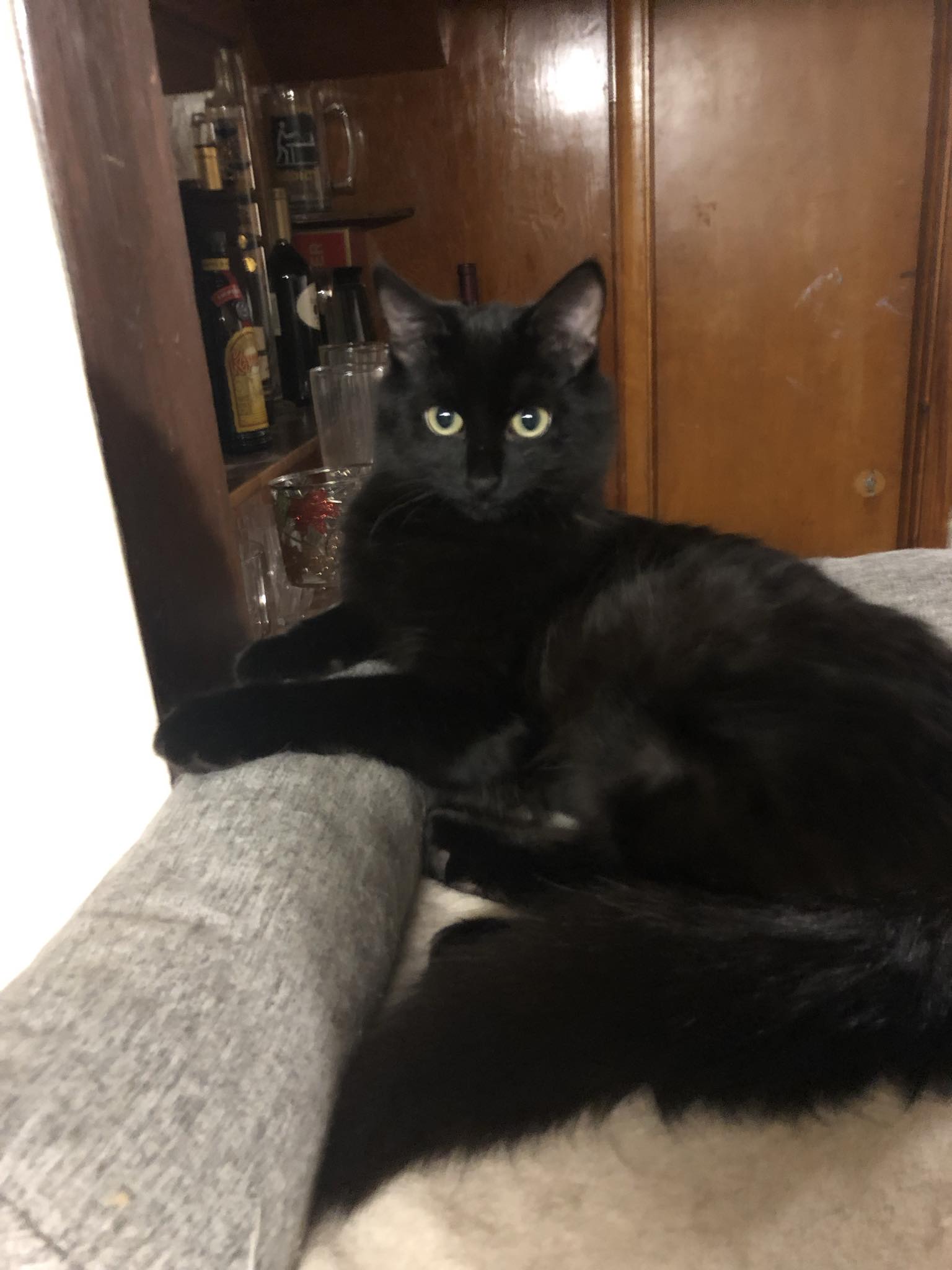 Francis, Adoptable, Adult Female Domestic Long Hair.