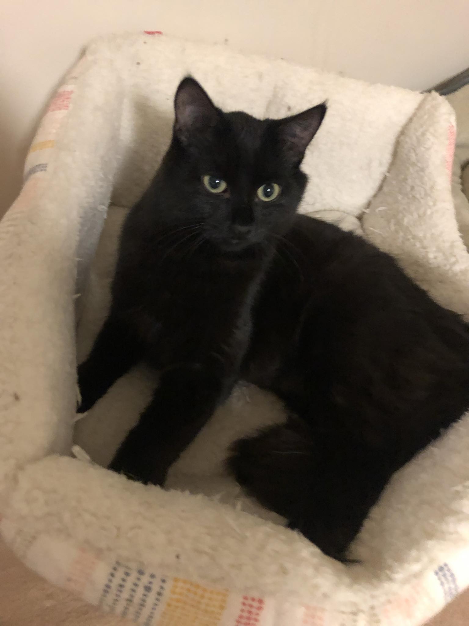 Enlarge Francis, a Adoptable Domestic Long Hair in Garden City, MI image 2/3