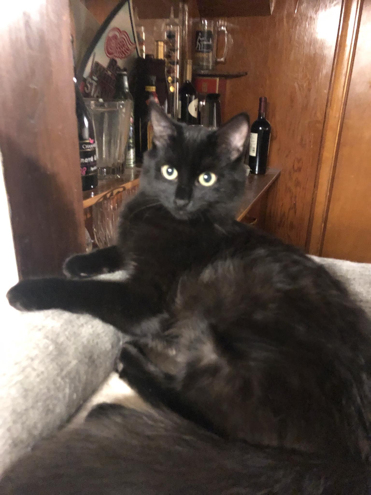 Enlarge Francis, a Adoptable Domestic Long Hair in Garden City, MI image 3/3