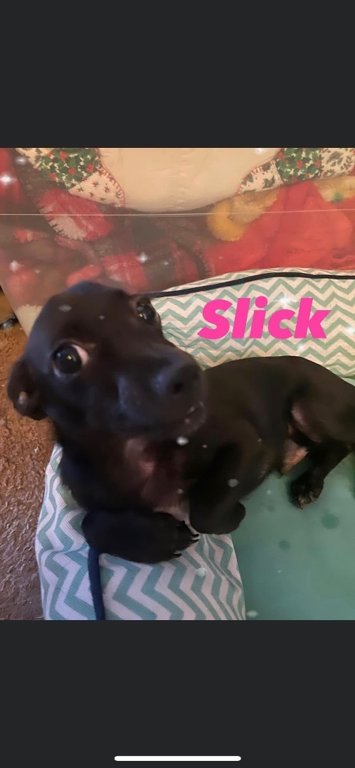 Enlarge Slick, a Adoptable mixed breed in Fresno, CA image 1/5