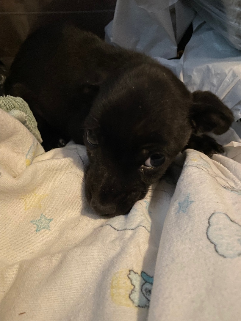 Enlarge Slick, a Adoptable mixed breed in Fresno, CA image 2/5