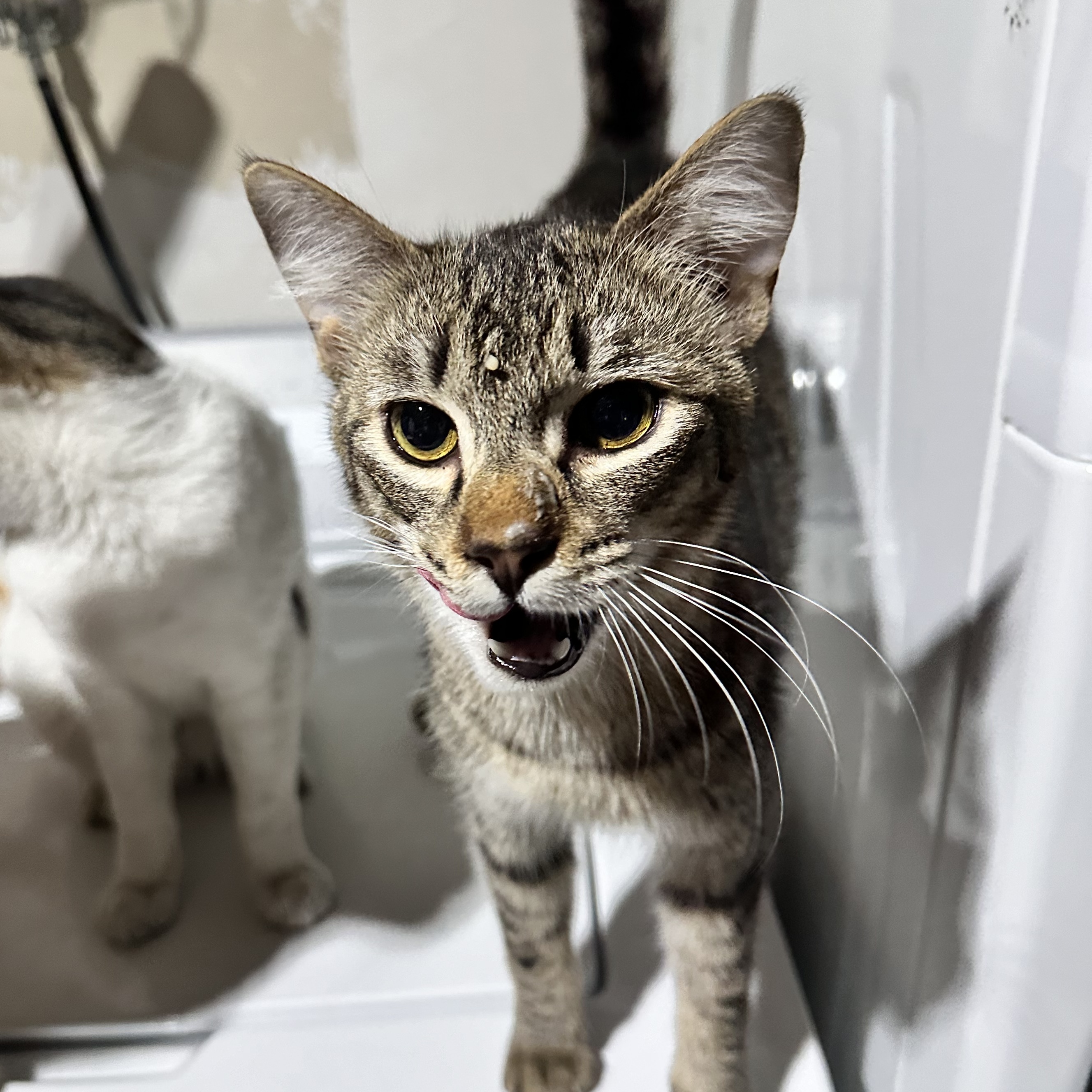 Enlarge Kacey, a Adoptable Domestic Short Hair in Hollister, CA image 1/1