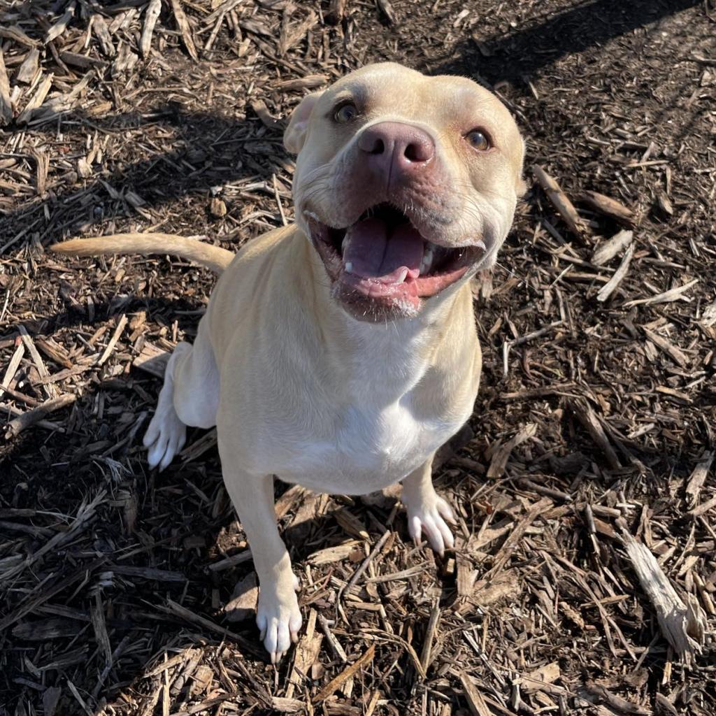 True, Adoptable, Adult Male American Staffordshire Terrier.