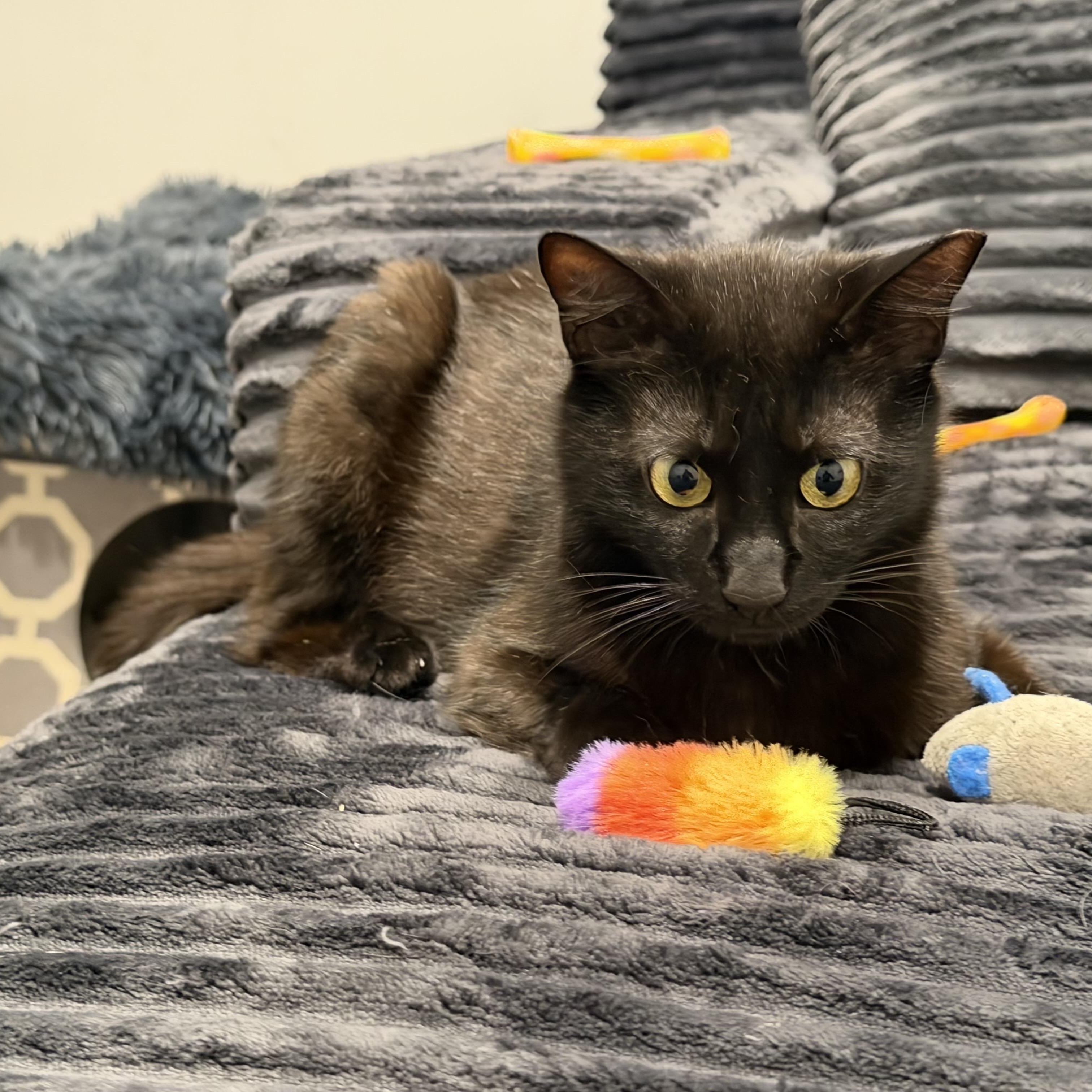 Arwen, ADOPTABLE, Young Female Domestic Short Hair.
