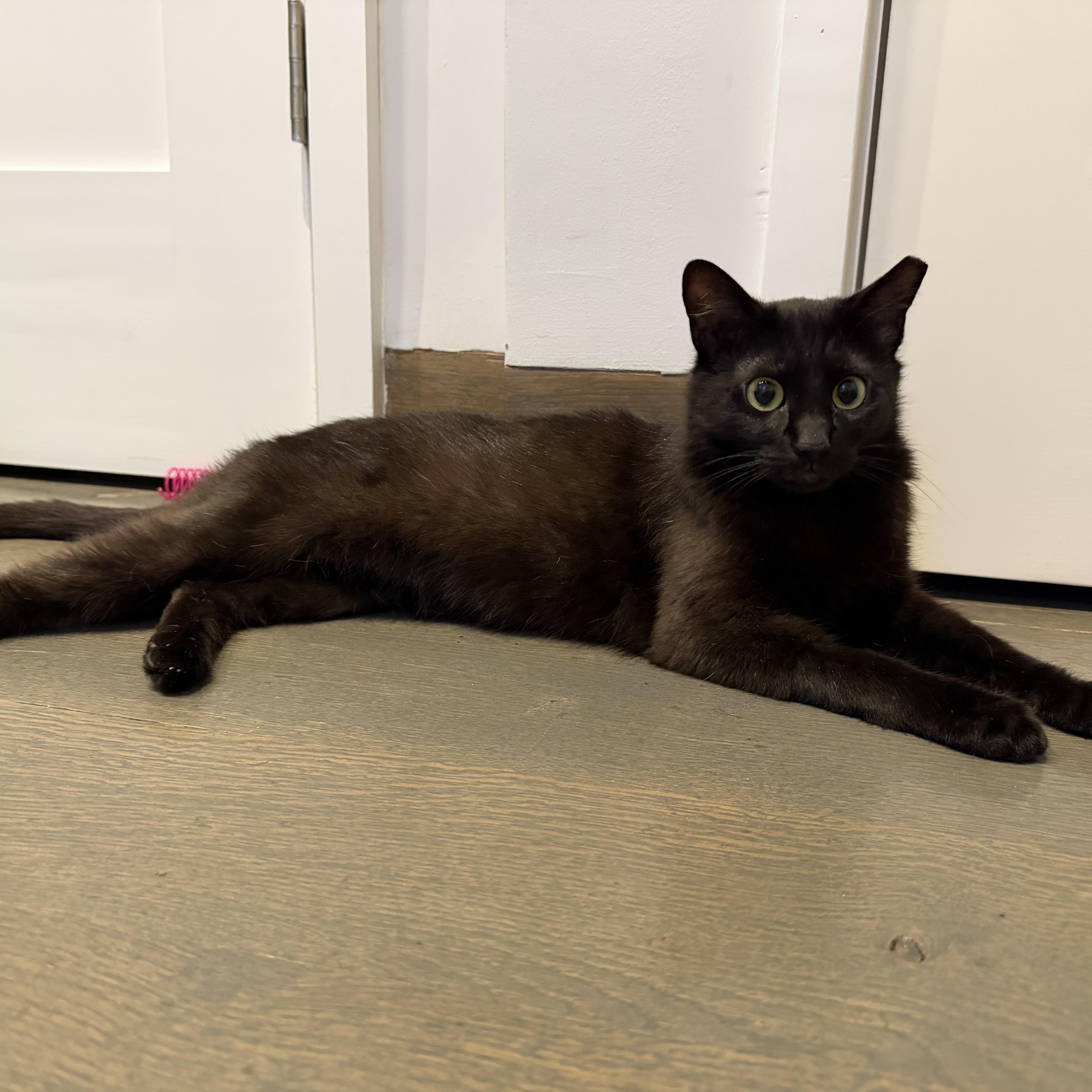 Arwen, a ADOPTABLE Domestic Short Hair in Norwalk, CT image 3/4