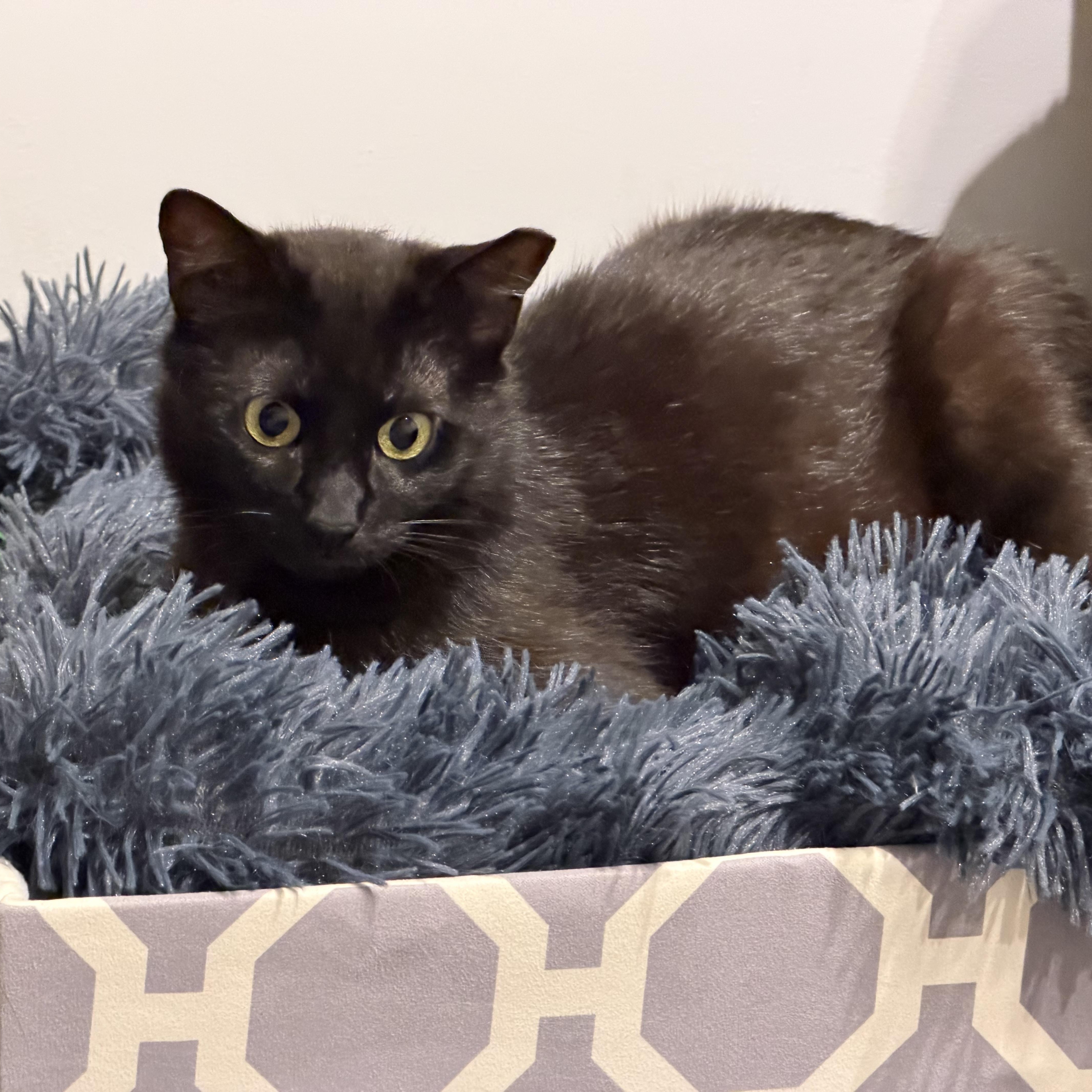 Arwen, a ADOPTABLE Domestic Short Hair in Norwalk, CT image 4/4