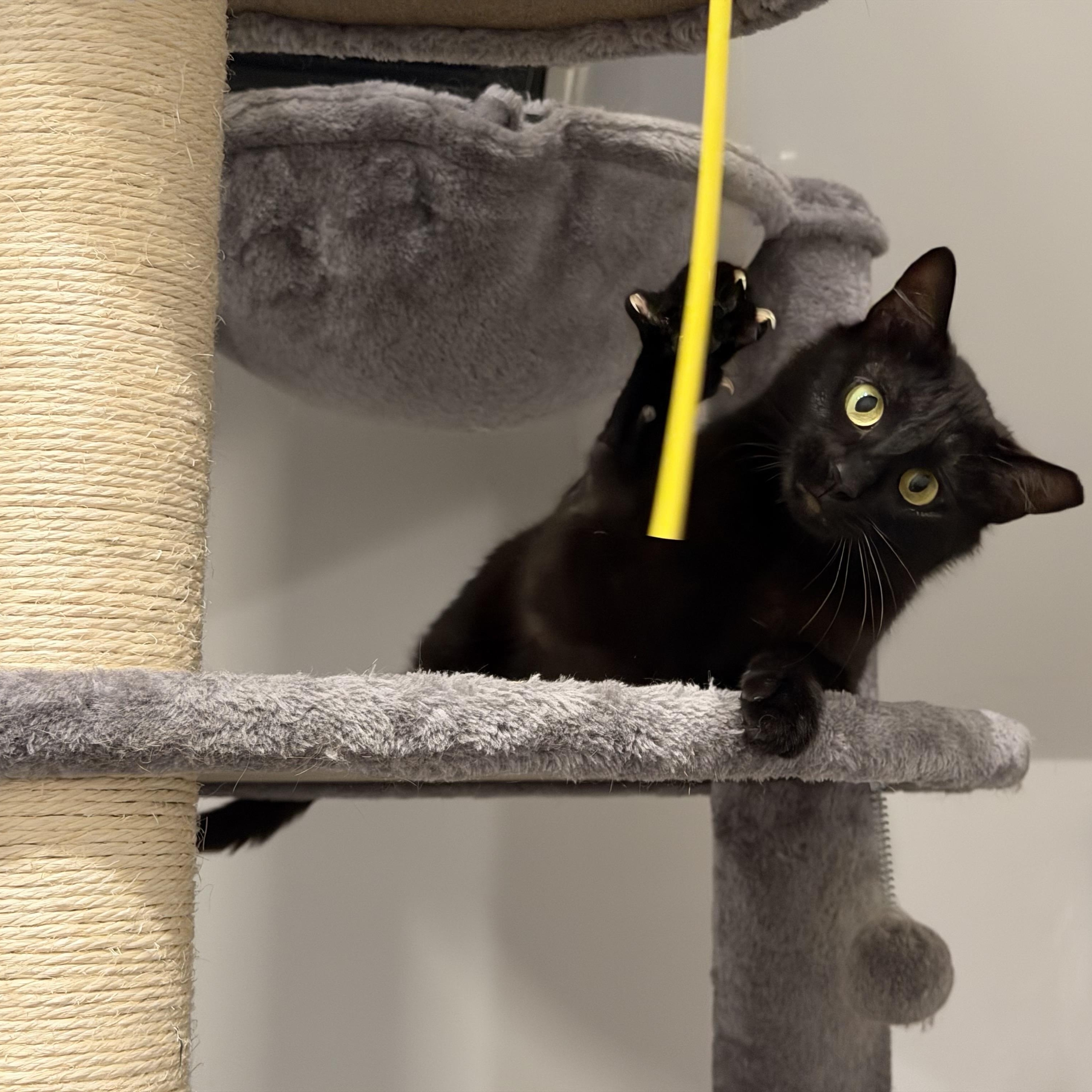 Arwen, a ADOPTABLE Domestic Short Hair in Norwalk, CT image 2/4