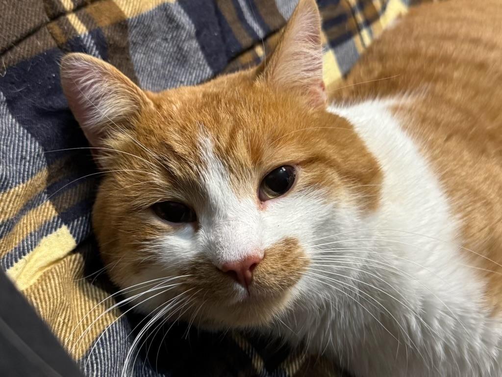 Enlarge Charlie, an adopted American Shorthair in Wadsworth, IL image 6/6