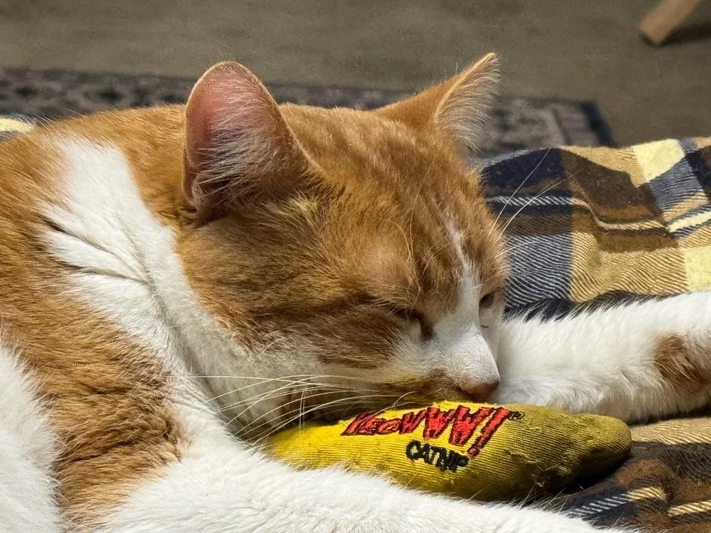 Enlarge Charlie, an adopted American Shorthair in Wadsworth, IL image 5/6