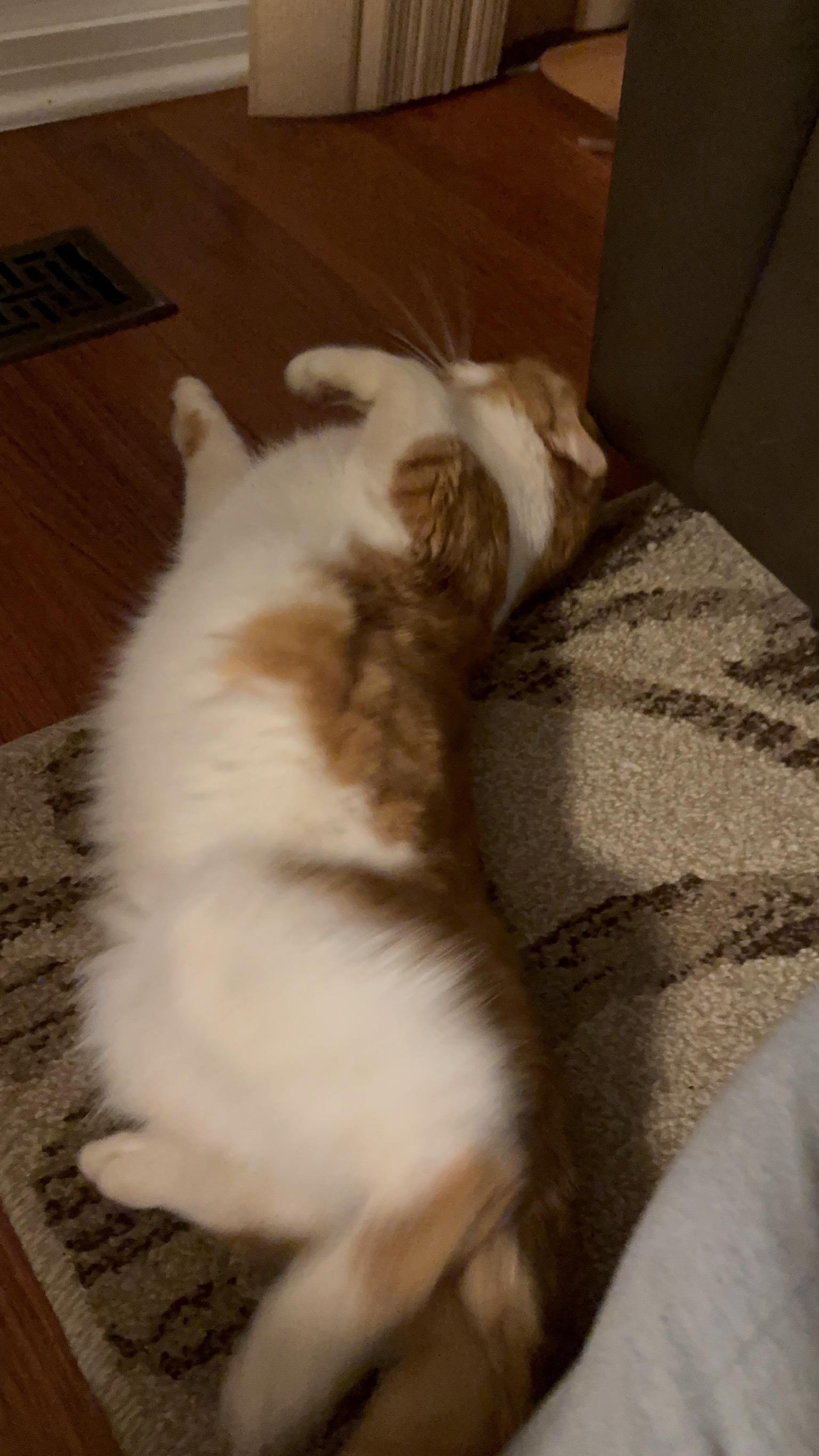 Enlarge Charlie, an adopted American Shorthair in Wadsworth, IL image 4/6