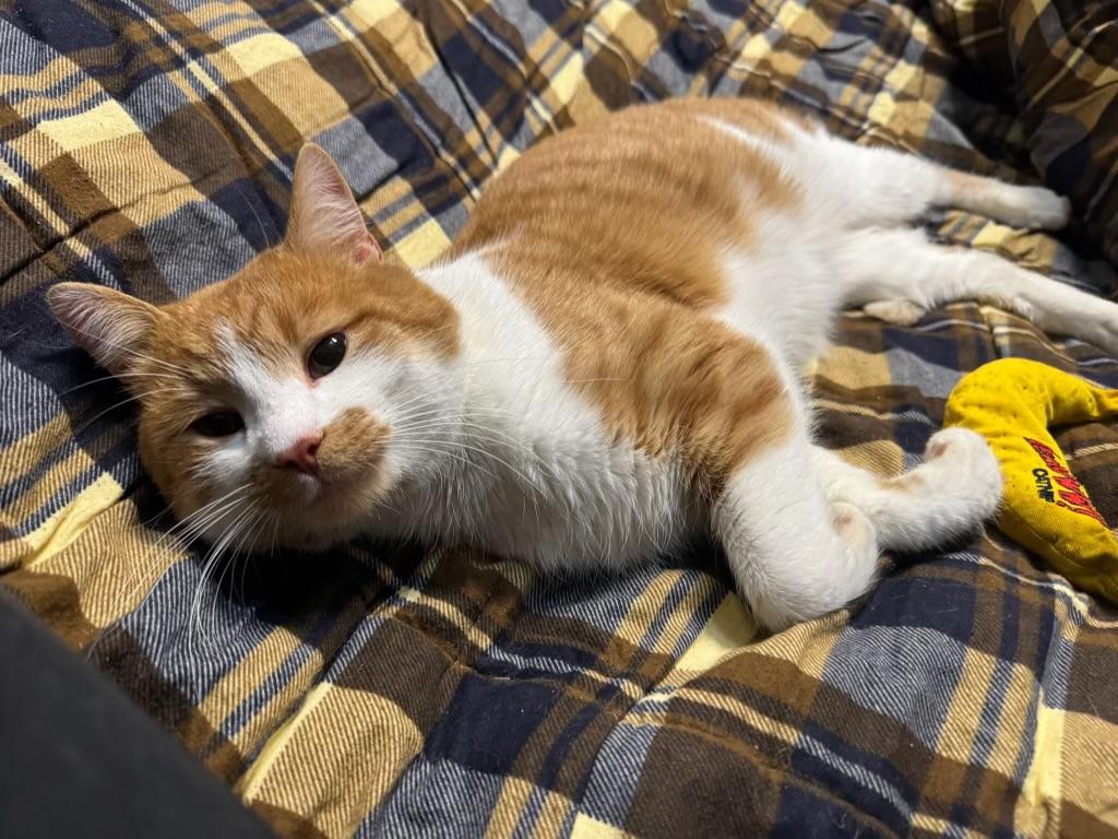 Enlarge Charlie, an adopted American Shorthair in Wadsworth, IL image 1/6