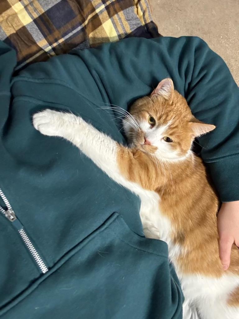 Enlarge Charlie, an adopted American Shorthair in Wadsworth, IL image 3/6