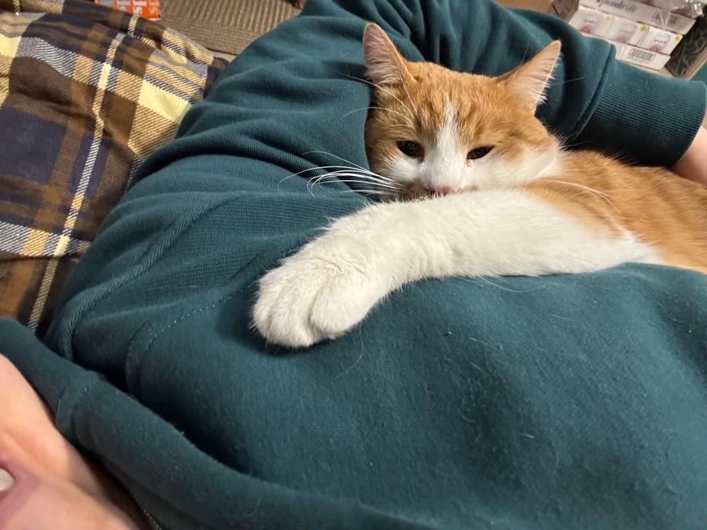 Enlarge Charlie, an adopted American Shorthair in Wadsworth, IL image 2/6