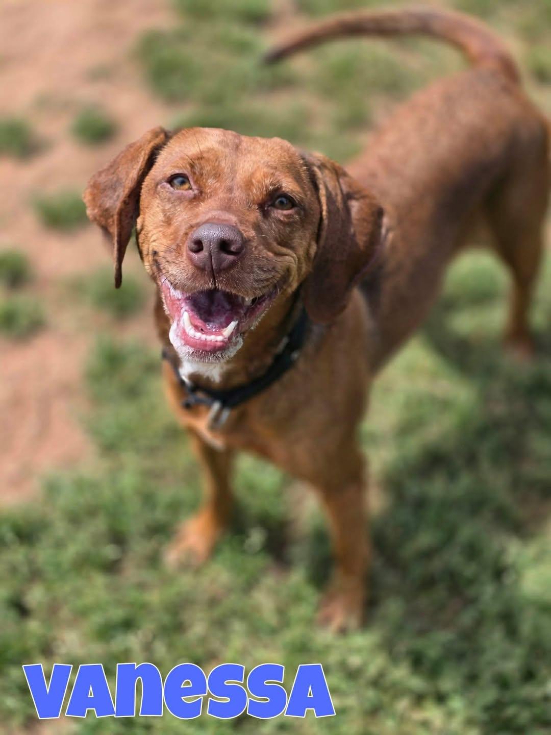 Enlarge Vanessa, a ADOPTABLE mixed breed in Wappingers Falls, NY image 1/5