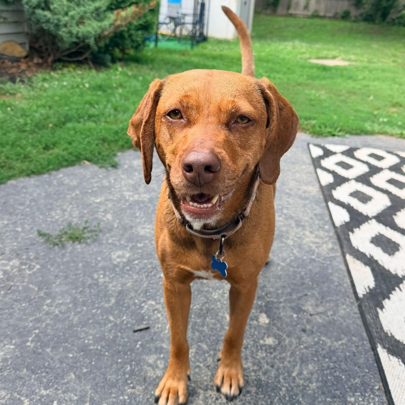 Vanessa, a ADOPTABLE mixed breed in Wappingers Falls, NY image 1/6