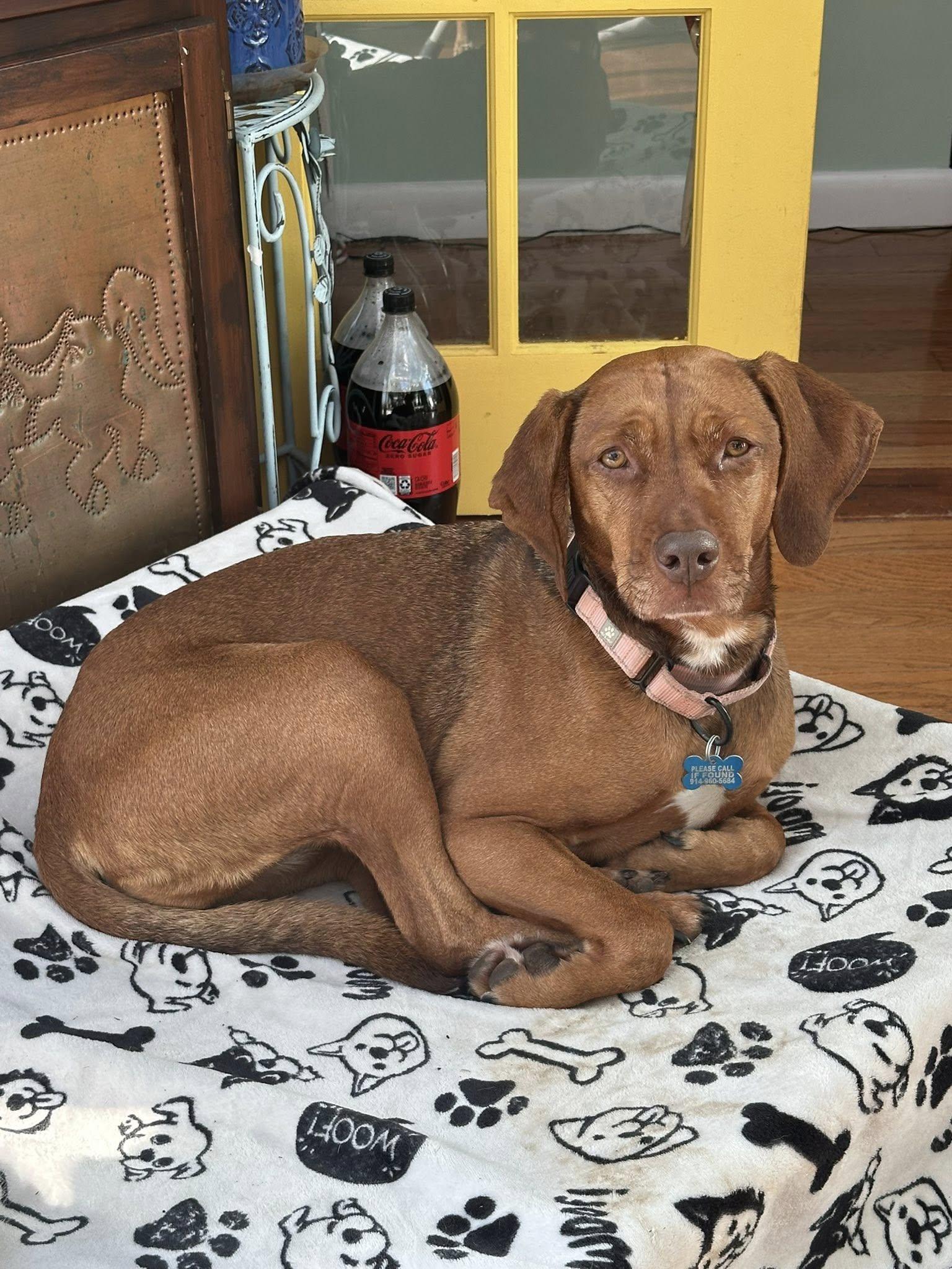 Enlarge Vanessa, a ADOPTABLE mixed breed in Wappingers Falls, NY image 5/5