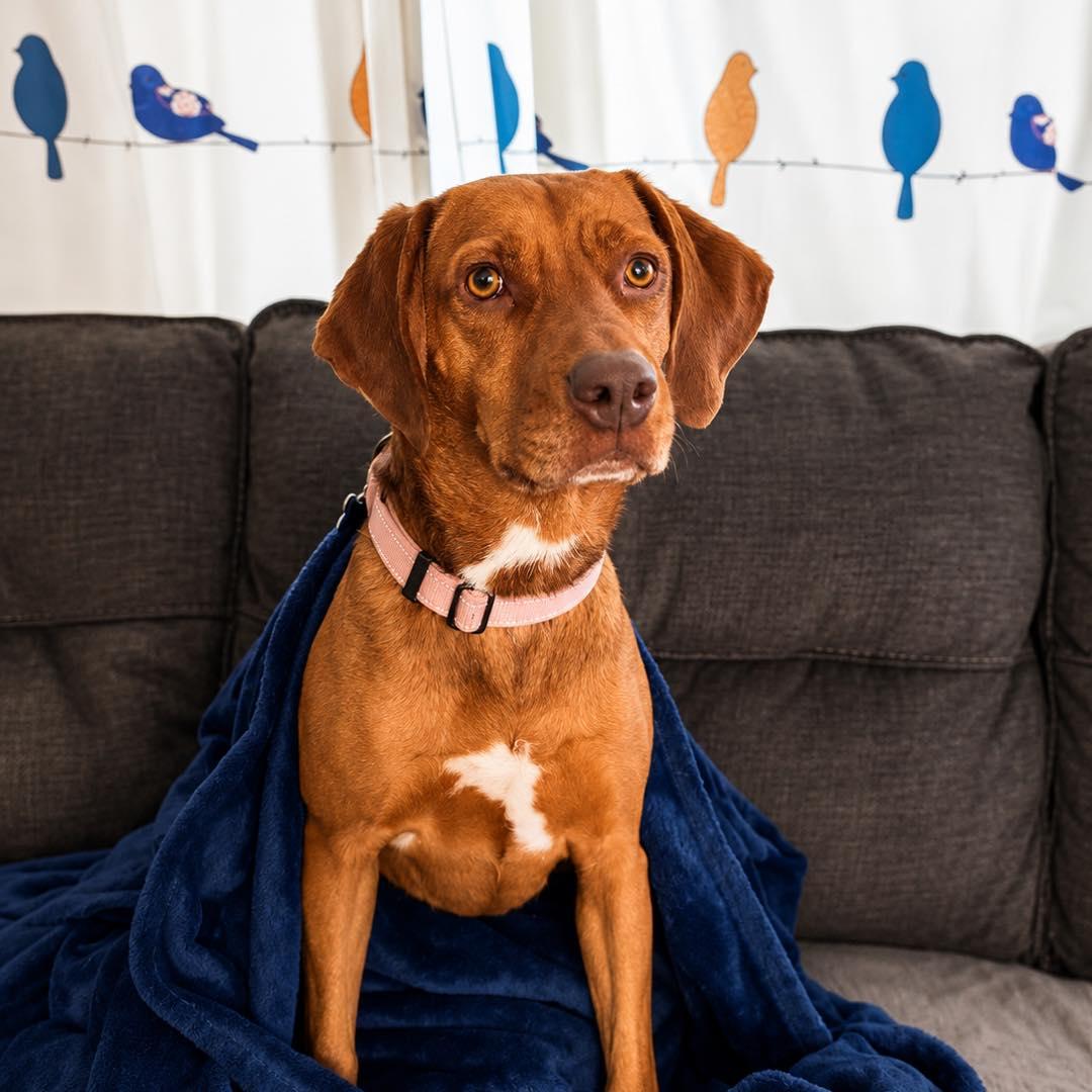 Enlarge Vanessa, a ADOPTABLE mixed breed in Wappingers Falls, NY image 4/5