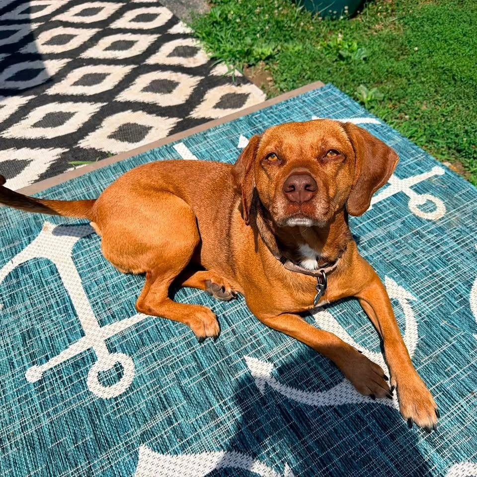 Vanessa, a ADOPTABLE mixed breed in Wappingers Falls, NY image 6/6