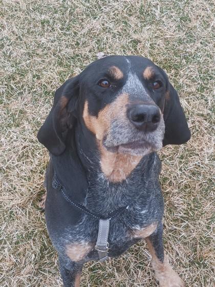 Huckleberry, a Adoptable mixed breed in Missoula, MT image 1/3