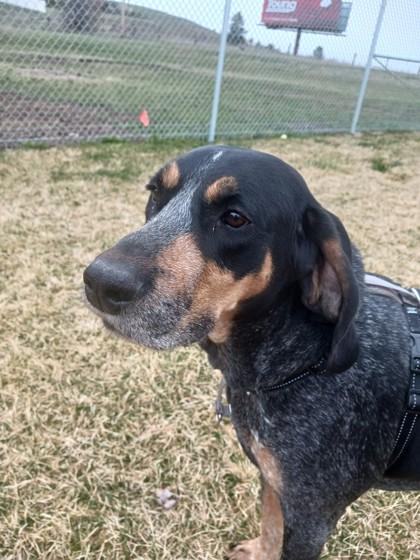 Huckleberry, a Adoptable mixed breed in Missoula, MT image 2/3