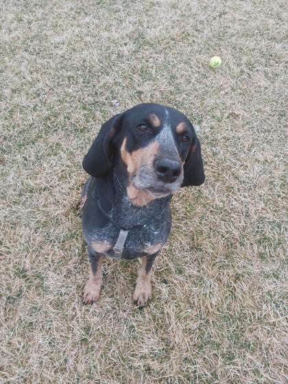 Huckleberry, a Adoptable mixed breed in Missoula, MT image 3/3