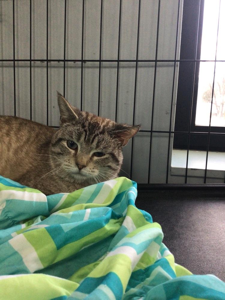 crook, Adoptable, Adult Male Domestic Short Hair.