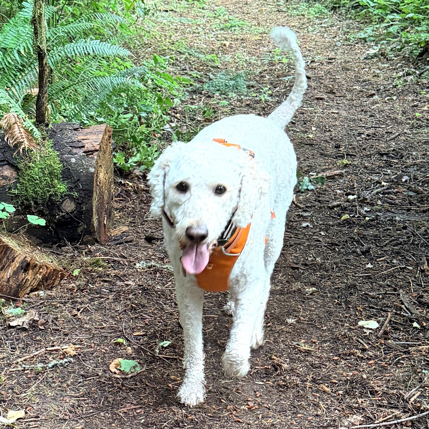 Lady Gaga, s local dog, moderate energy, very affectionate, an adoptable mixed breed in Cascadia, OR image 5/6