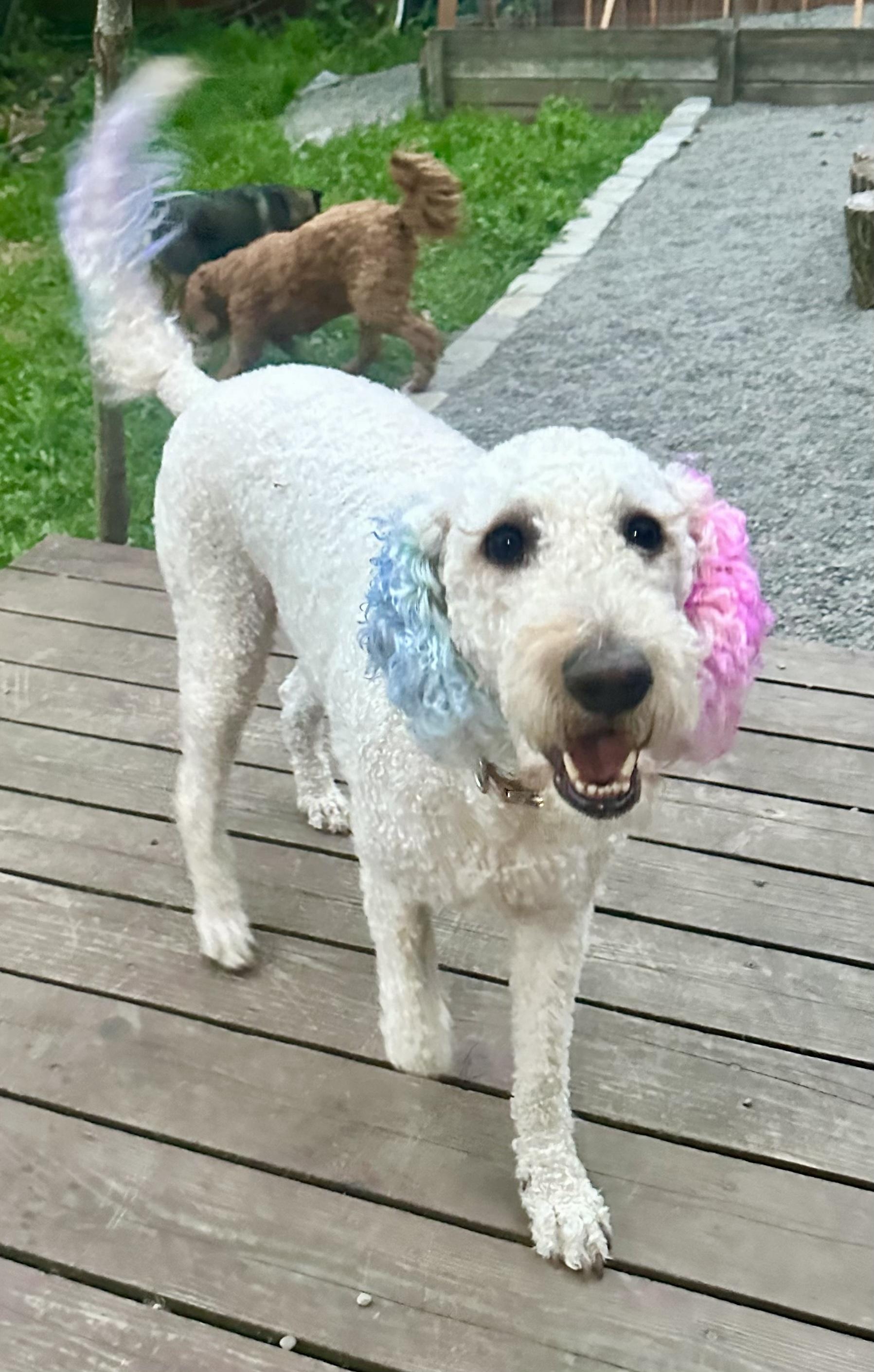 Enlarge Lady Gaga, an adopted mixed breed in Portland, OR image 1/6
