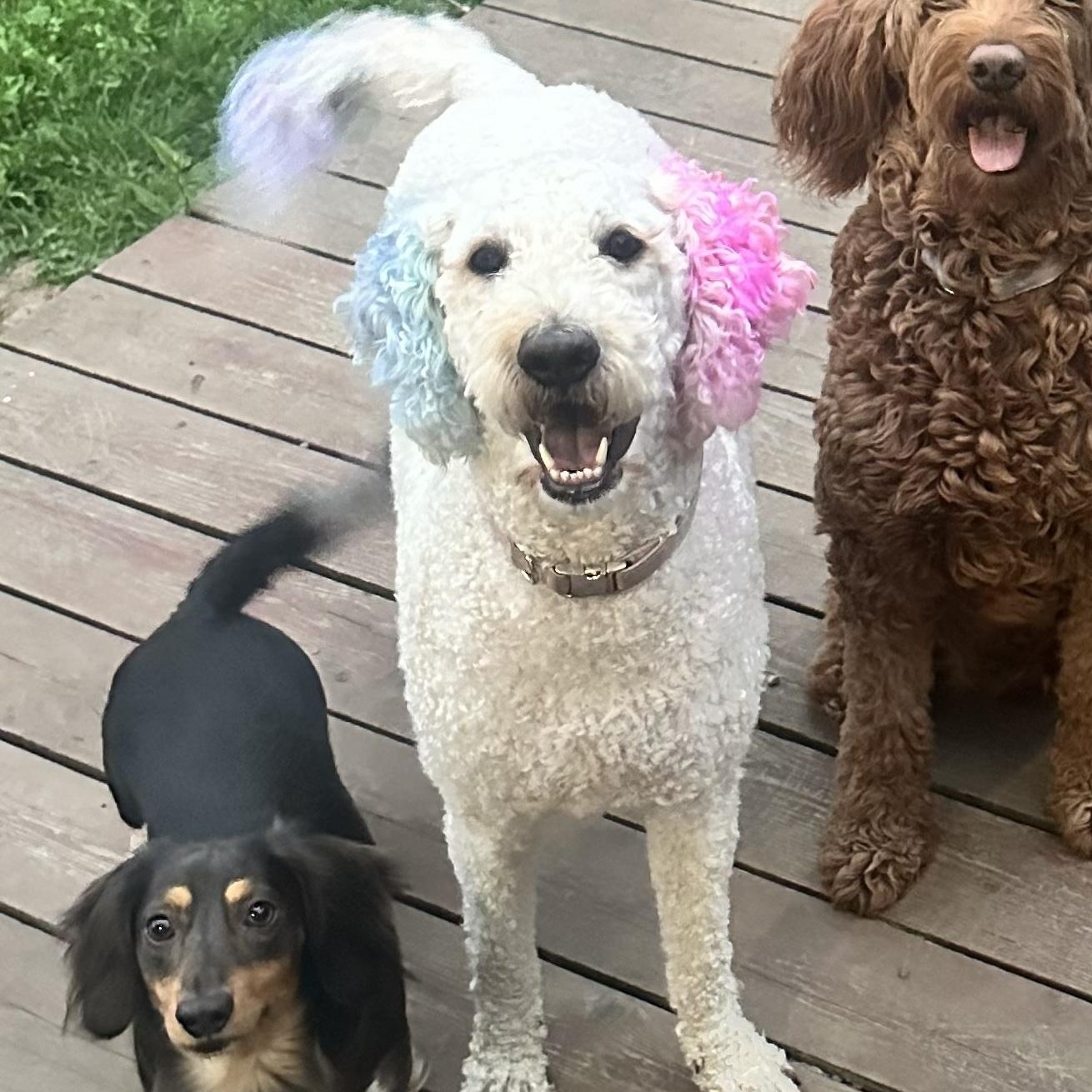 Lady Gaga a Local Dog, easgoing and affectionate, adoptable, Young Female Aussiedoodle & Australian Shepherd.