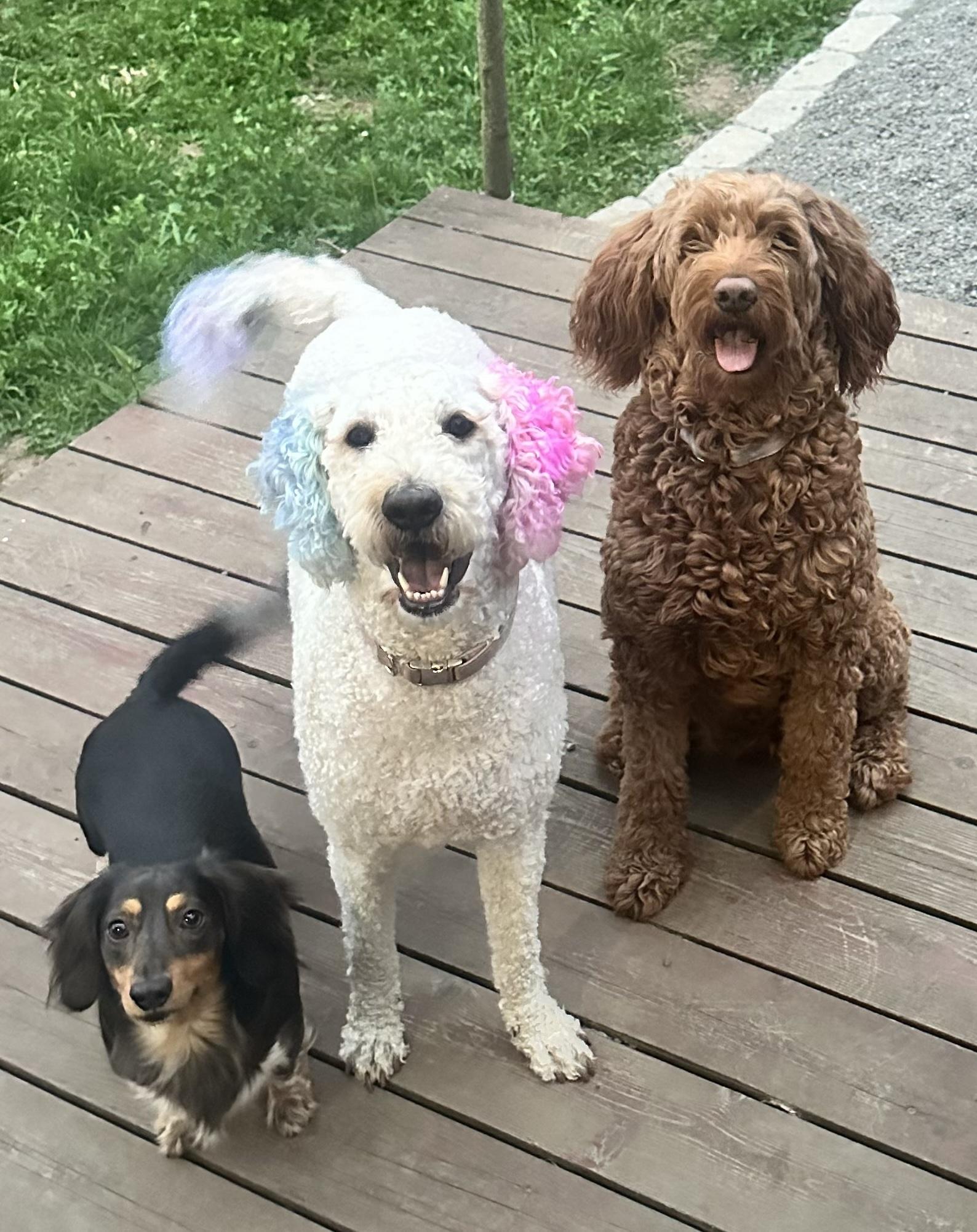 Enlarge Lady Gaga, an adopted mixed breed in Portland, OR image 4/6