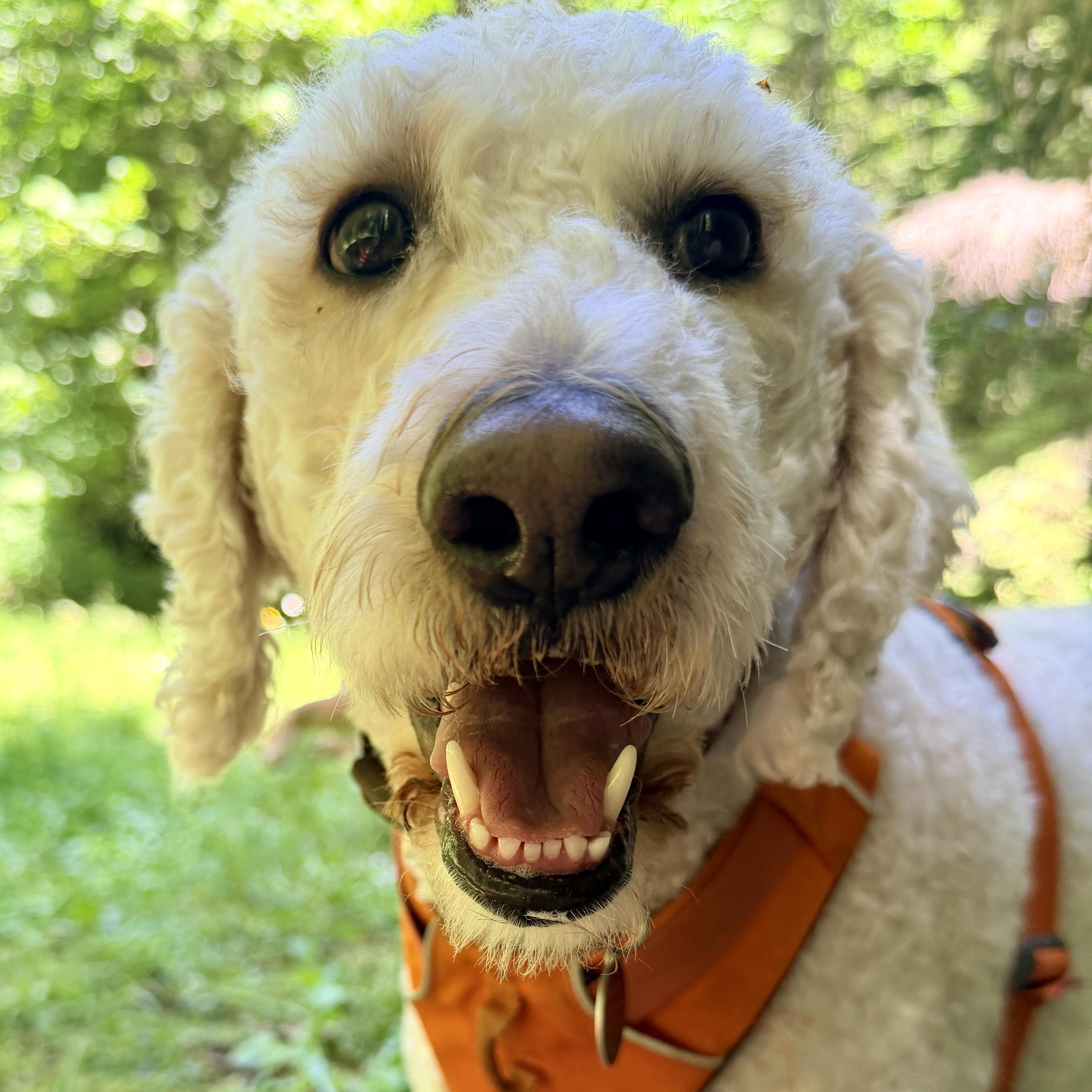 Lady Gaga, s local dog, moderate energy, very affectionate, adoptable, Adult Female Standard Poodle & Australian Shepherd.