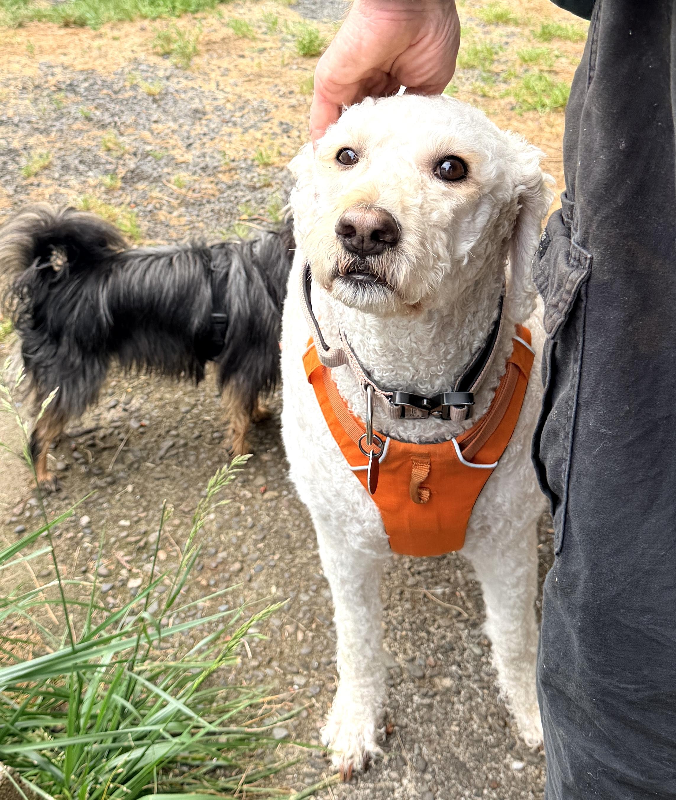 Lady Gaga, s local dog, moderate energy, very affectionate, an adoptable mixed breed in Cascadia, OR image 3/6